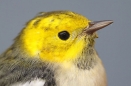 Hermit Warbler