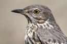 Sage Thrasher