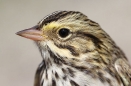 Savannah Sparrow