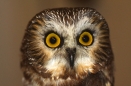 Northern Saw-whet Owl