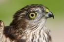 Sharp-shinned Hawk