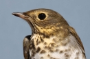 Swainson's Thrush