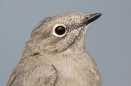 Townsend's Solitaire
