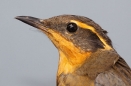 Varied Thrush