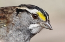 White-throated Sparrow
