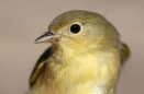 Yellow Warbler