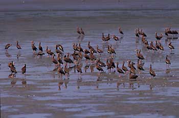 Black-bellied Whistling-Duck photo