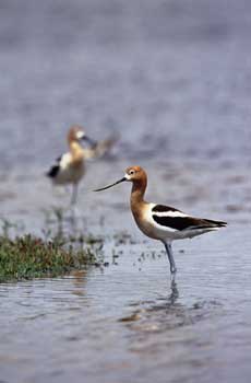 American Avocet photo