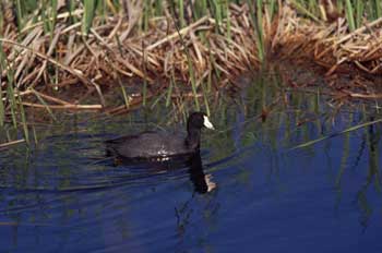 American Coot photo
