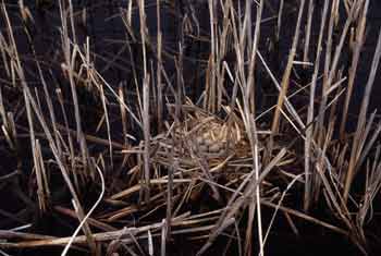 American Coot nest picture