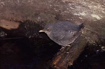 American Dipper photo