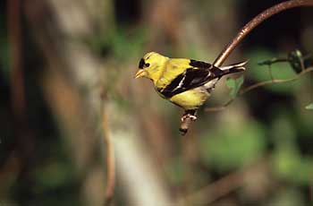 American Goldfinch photo