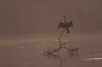 Anhinga photo