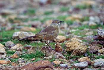 Bendire's Thrasher photo