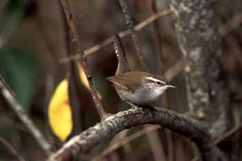 Bewick's Wren photo