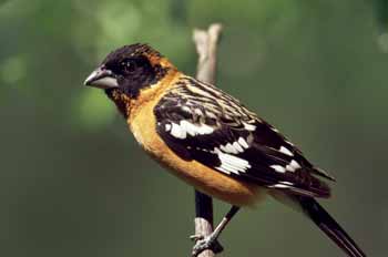 Black-headed Grosbeak photo