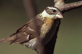 Black-headed Grosbeak picture