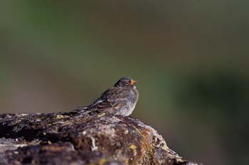 Black Rosy-Finch photo