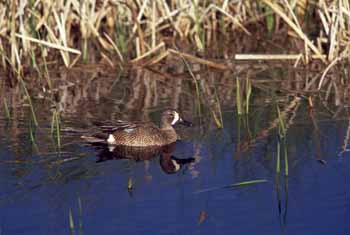 Blue-winged Teal photo