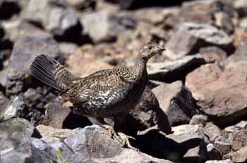 Blue Grouse picture