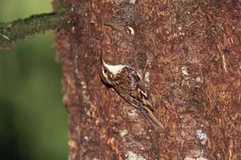 Brown Creeper photo