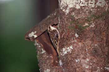 Brown Creeper picture