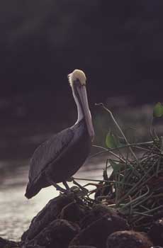 Brown Pelican picture