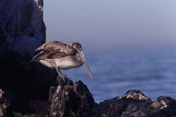 Brown Pelican picture