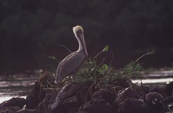 Brown Pelican photos