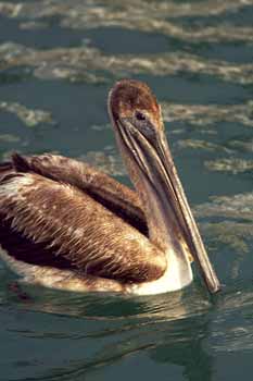 Brown Pelican photo