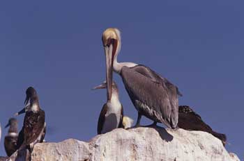 Brown Pelican photo