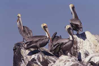 Brown Pelican picture