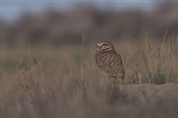 Burrowing Owl photo