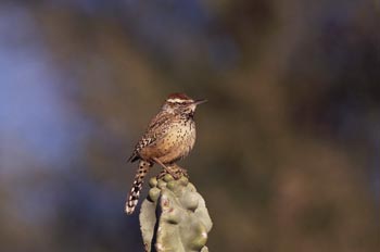 Cactus Wren photo
