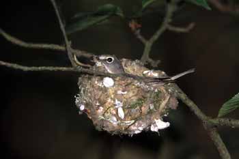 Cassin's Vireo photo