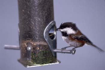 Chestnut-backed Chickadee photo