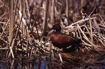 Cinnamon Teal photo