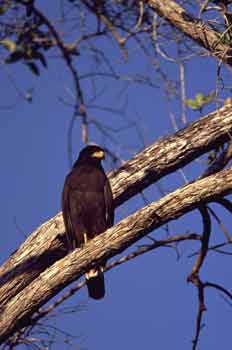 Common Black-Hawk photo
