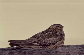 Common Nighthawk photo