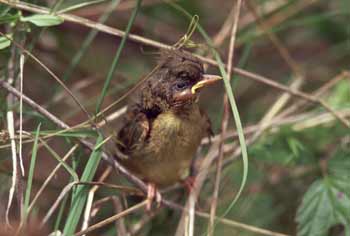 Common Yellowthroat photo