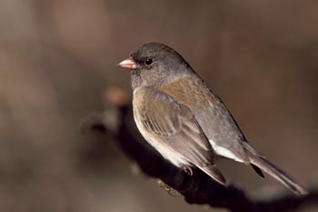 Dark-eyed Junco picture