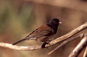 Dark-eyed Junco male