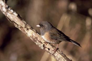 Dark-eyed Junco photograph