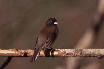 Dark-eyed Junco image