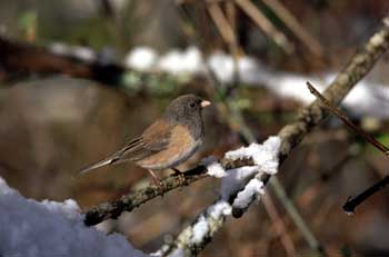 Oregon Junco