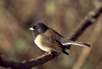 Dark-eyed Junco photo