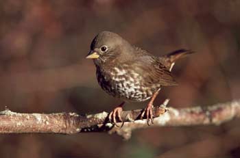 Fox Sparrow photo