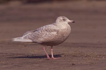Glaucous Gull photo