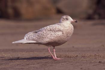 Glaucous Gull picture