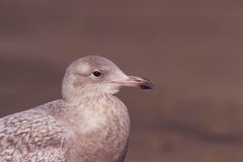 Gull picture